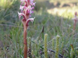 Satyrium longicauda var. jacottetianum curved, pale spurs